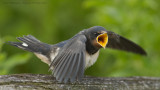 Lauwersmeer 2020