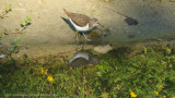 Oeverloper / Common Sandpiper