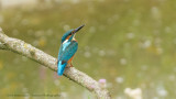 IJsvogel / Common Kingfisher
