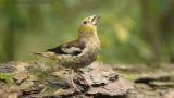 Coccothraustes coccothraustes / Appelvink / Hawfinch