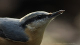 Sitta europaea / Boomklever / Nuthatch