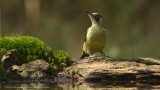 Picus Virdis / Groene Specht / Green Woodpecker