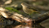 Phoenicurus phoenicurus / Gekraagde Roodstaart /  Redstart