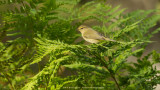 Phylloscopus collybita / Tjiftjaf / Northern Chiffchaff 