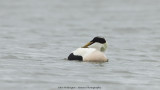 _MG_5185 Eider.jpg