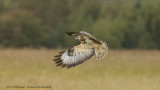 _MG_5852 Buizerd.jpg