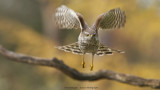 Accipiter nisus / Sperwer / Eurasian Sparrowhawk