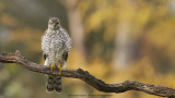 Accipiter nisus / Sperwer / Eurasian Sparrowhawk