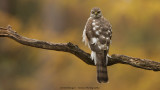 Accipiter nisus / Sperwer / Eurasian Sparrowhawk