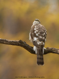 Accipiter nisus / Sperwer / Eurasian Sparrowhawk