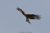 Rode Wouw / Red Kite