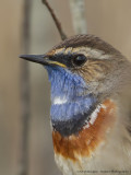 Blauwborst / Bluethroat