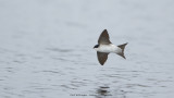 Huiszwaluw / House Martin