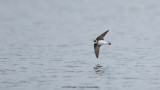 Oeverzwaluw / Sand Martin