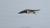 Boerenzwaluw / Barn swallow