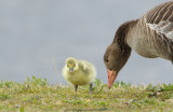 Grauwe gans / Greylag Goose