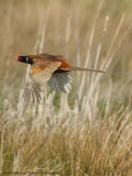 Phasianus colchicus / Fazant / Common Pheasant