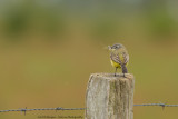 Motacilla flava / Gele kwikstaart / Blue-headed Wagtail