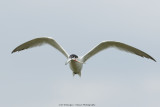 Thalasseus sandvicensis / Grote Stern / Sandwich tern