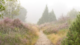 Mist & heather