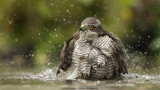 Accipiter nisus / Sperwer / Eurasian Sparrowhawk