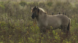 Equus caballus / Konik / Konik