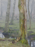 Misty birches