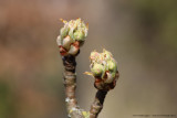 Giesser Wildeman bloesemknop