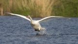 Cygnus Olor / Knobbelzwaan / Mute Swan