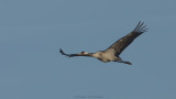 Grus grus / Kraanvogel / Crane