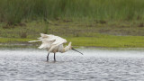 Platalea Leucorodia / Lepelaar / Eurasian Spoonbill