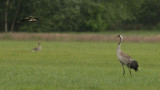 Grus grus / Kraanvogel / Crane