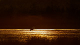 Ooievaar / White Stork