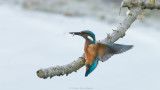 Alcedo atthis / IJsvogel / Kingfisher