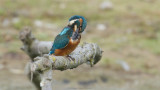 Alcedo atthis / IJsvogel / Kingfisher