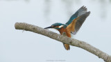 Alcedo atthis / IJsvogel / Kingfisher