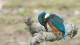 Alcedo atthis / IJsvogel / Kingfisher