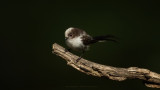 Aegithalos caudatus / Staartmees / Long-tailed Tit