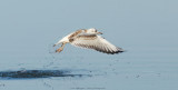 Chroicocephalus ridibundus / Kokmeeuw / Black headed Gull