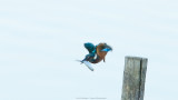 Alcedo atthis / IJsvogel / Kingfisher