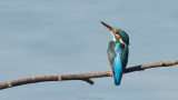 Alcedo atthis / IJsvogel / Kingfisher
