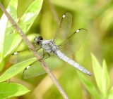 Spangled Skimmer