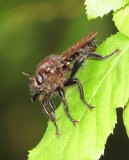 Laphria Lata