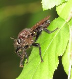 Laphria Lata