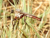 Giant Gray Robber Fly