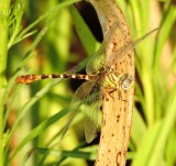 Eastern Ringtail