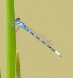 Tule Bluet