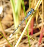 Northern/Boreal Bluet