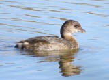 Pied-Billed Grebe