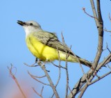 Couchs Kingbird